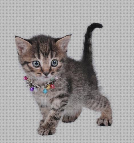 ¿Dónde poder comprar collares gatos collares para gatos bebes?