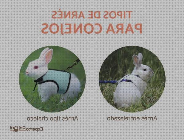 ¿Dónde poder comprar collares conejos collares para pasear conejos es peligroso?