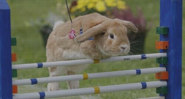 Opiniones de los 15 mejores Collares Para Pasear Conejos Seres Peligrosos