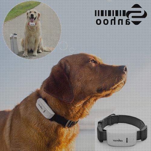 Las mejores marcas de collares perros gps