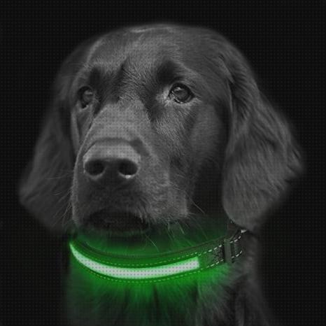 Las mejores marcas de collares perros led