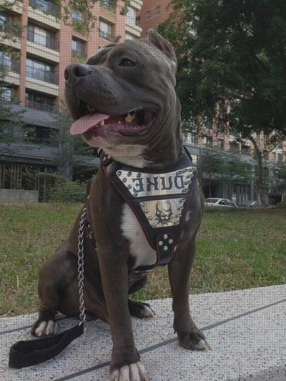 ¿Dónde poder comprar collares pitbull collares personalizados para perro pitbull?