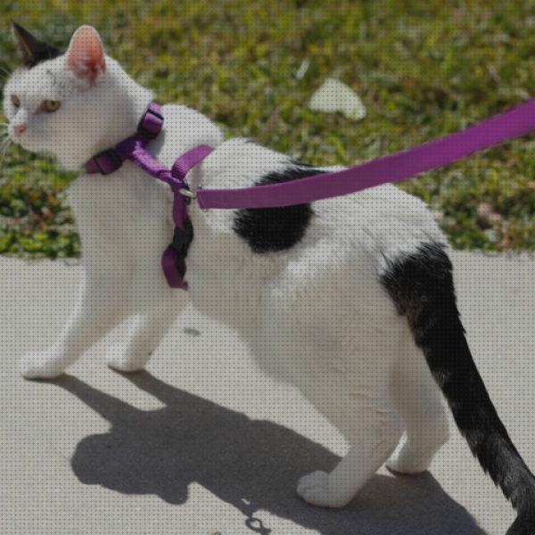 ¿Dónde poder comprar collares gatos collares y correas para gatos?