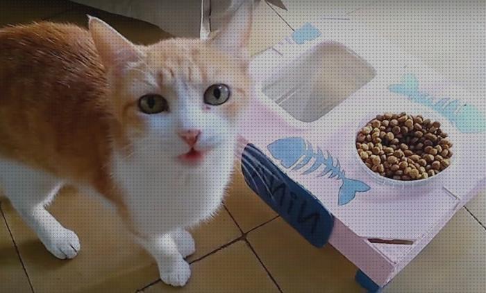 Los mejores 21 Comederos Elevados Para Gatos