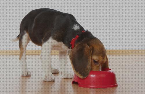 Las mejores marcas de comedero comedero para beagle
