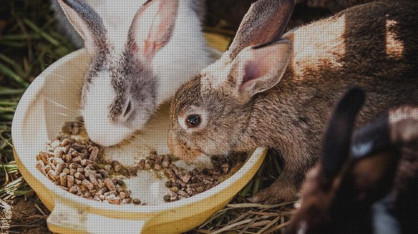 Review de comederos y bebederos para conejos enanos