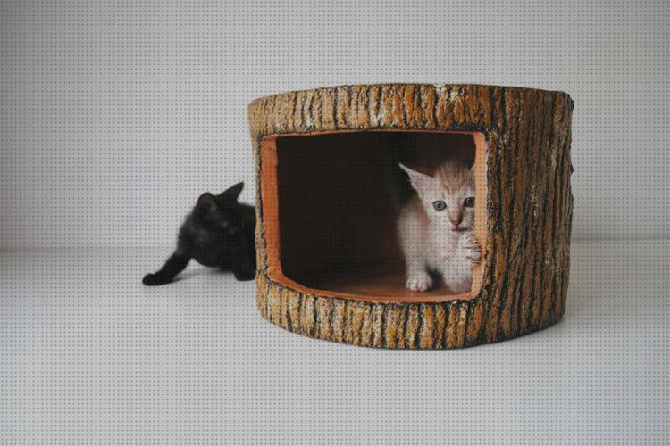 ¿Dónde poder comprar comprar gatos comprar accesorios para gatos?