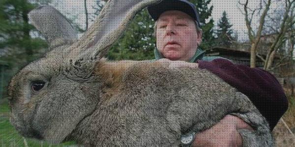 Los mejores 33 Comprar Conejos Gigantes Para Carnes