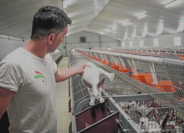 Las mejores marcas de comprar conejos comprar conejos para granja