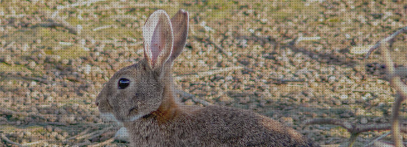 Opiniones de los 11 mejores Comprar Conejos Para Repoblacion