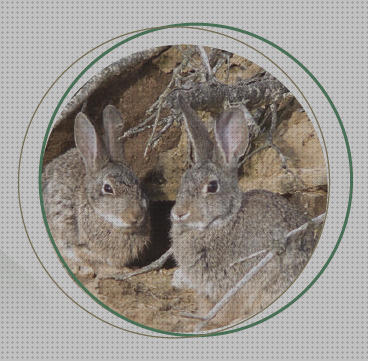 Las mejores marcas de comprar conejos comprar conejos para repoblacion