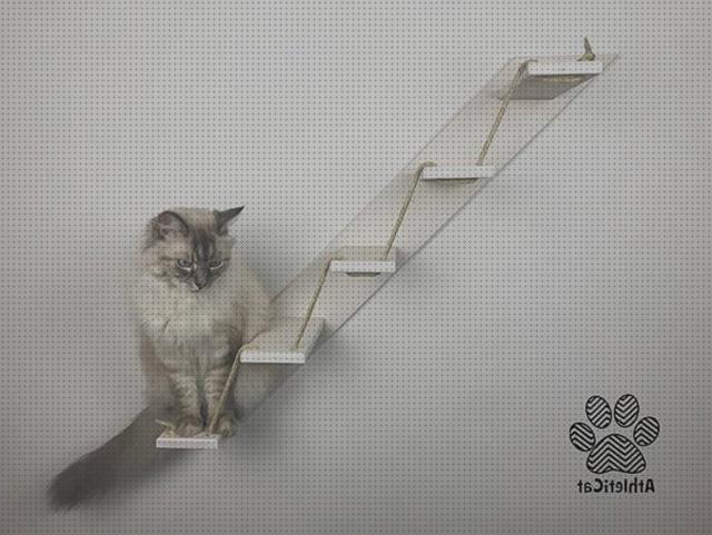 Los 16 Mejores Comprar Escaleras Para Gatos