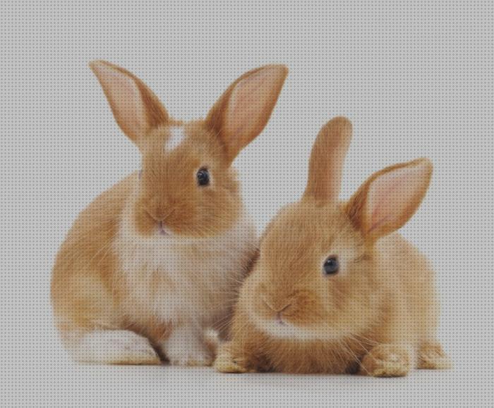 Review de comprar heno para conejos online
