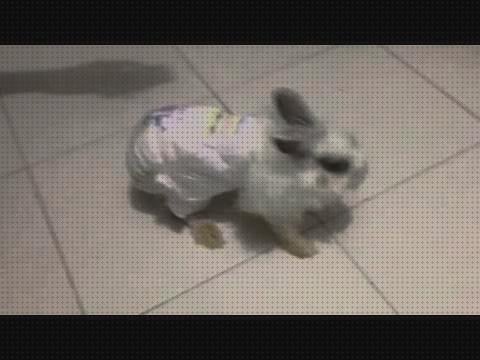 Los 20 Mejores Comprar Pañales Para Conejos