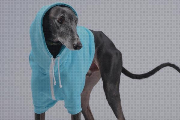 ¿Dónde poder comprar galgos comprar comprar ropa para galgos?