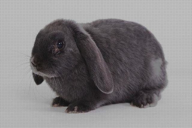 Las mejores marcas de colores conejo belier para colores