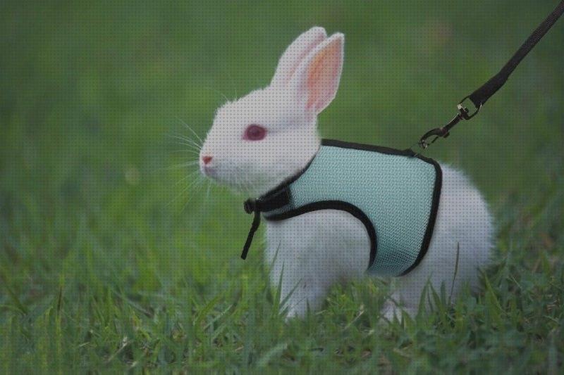 Los mejores 15 Conejos Arneses Para Pasear