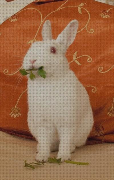 ¿Dónde poder comprar comprar conejos conejos blancos para comprar?