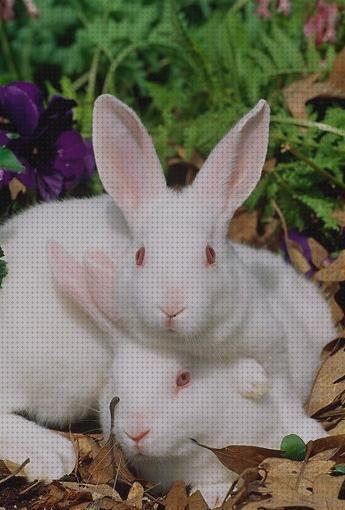 Los 10 Mejores Conejos Blancos Para Comprar