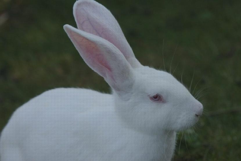 Las mejores comprar conejos conejos blancos para comprar
