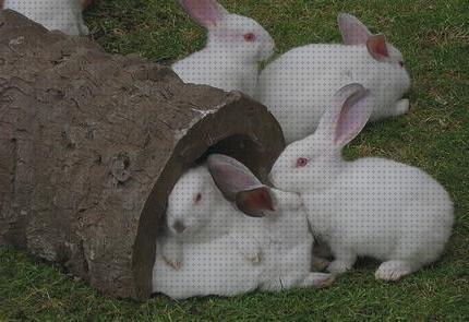 Review de conejos blancos para comprar