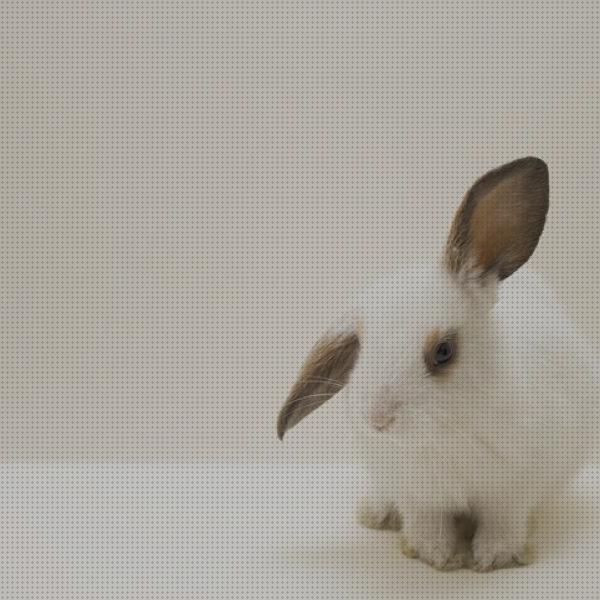 Opiniones de los 10 mejores Conejos Con Las Orejas Para Abajo Para Bebes