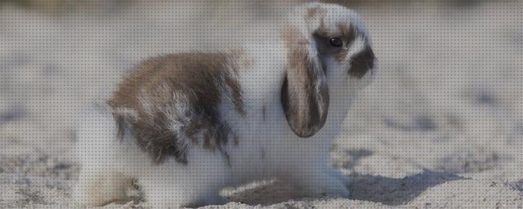 Análisis de los 10 mejores Conejos Con Las Orejas Para Abajo De Pelos