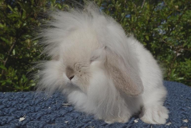 Las mejores orejas conejos conejos con las orejas para abajo de pelo