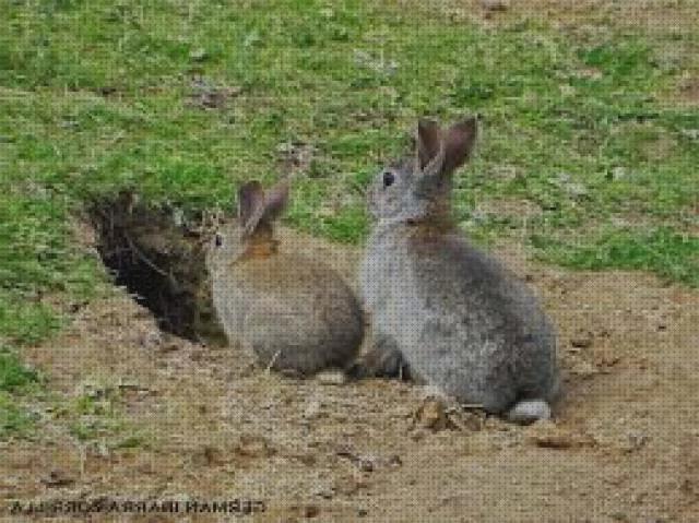 Las mejores marcas de repoblar conejos conejos de campo para repoblar