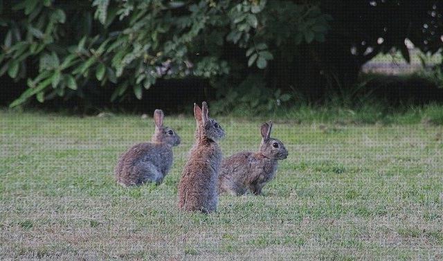 ¿Dónde poder comprar repoblar conejos conejos de campo vivos para repoblar?