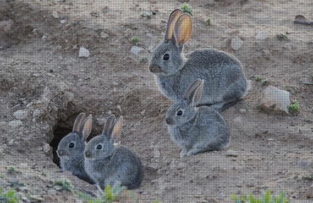 Los 18 Mejores Conejos De Campos Vivos Para Repoblar