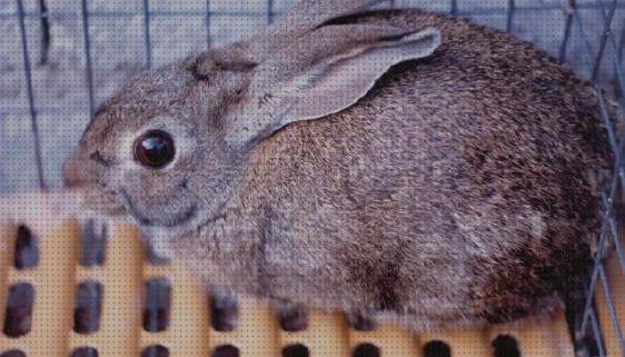 Las mejores marcas de comprar conejos conejos de monte para comprar