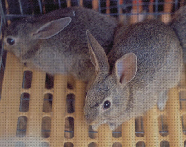 Los 24 Mejores Conejos De Montes Para Comprar