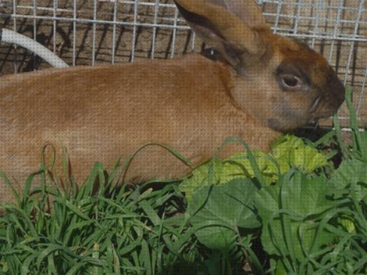 Review de conejos ecológicos para comer