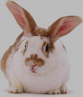 Análisis de los 24 mejores Conejos Muerden Paredes Vitaminas