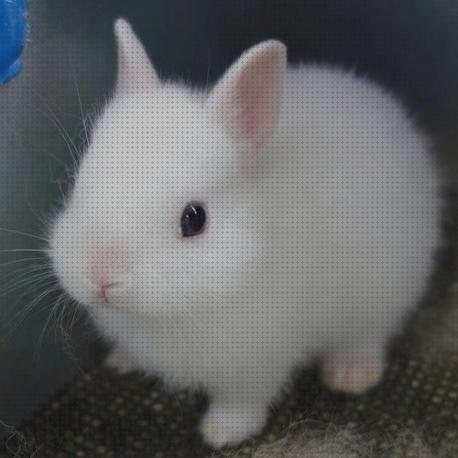 ¿Dónde poder comprar comprar conejos conejos para comprar de verdad?