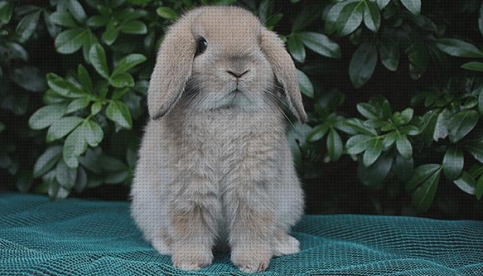 Opiniones de los 21 mejores Conejos Para Comprar De Verdades