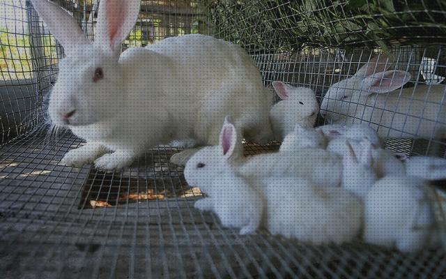 Las mejores cria conejos conejos para cría