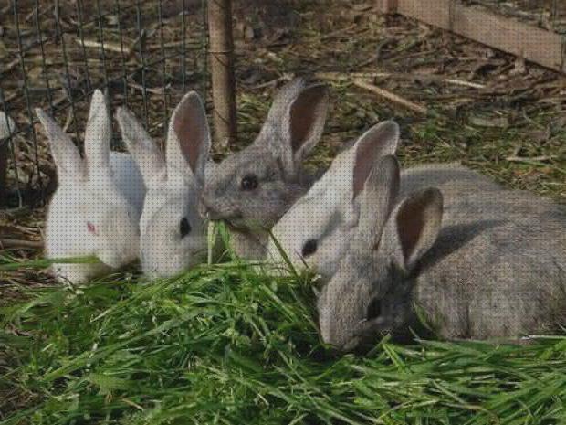 Review de conejos para cría