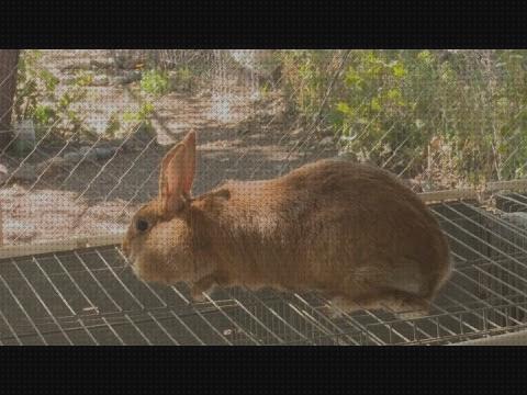 Las mejores grandes conejos conejos para criar grandes