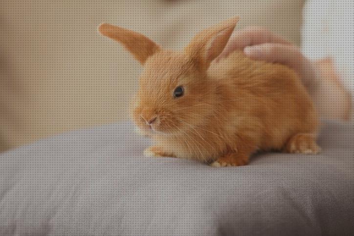 ¿Dónde poder comprar criar conejos conejos para criar?