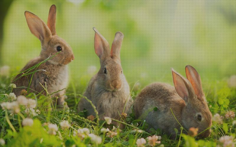 Review de conejos para niños de primaria