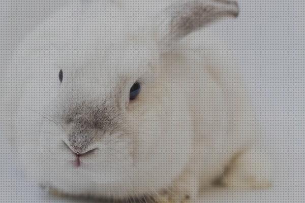 ¿Dónde poder comprar tener conejos conejos para tener una buena salud metal?