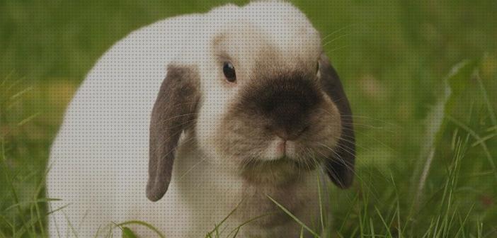 Las mejores tener conejos conejos para tener una buena salud metal