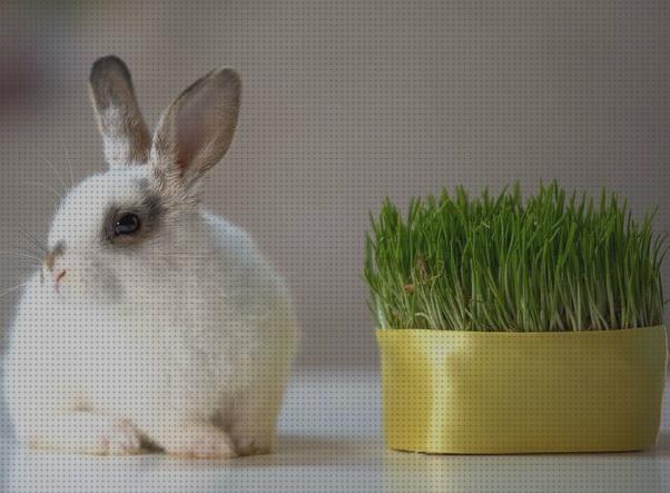 Review de conejos pueden comer menta para gatos