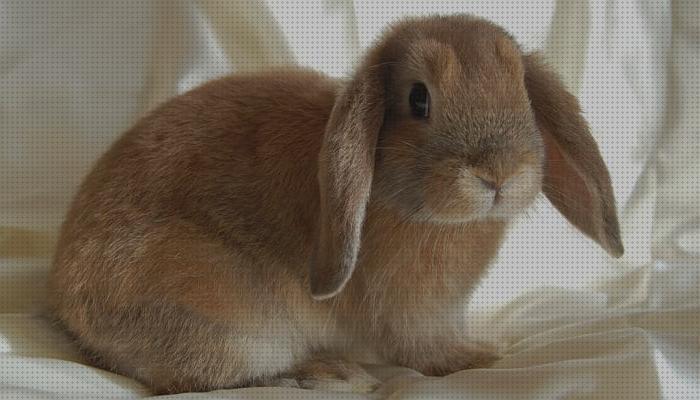 ¿Dónde poder comprar razas conejos conejos razas precios para mascota?