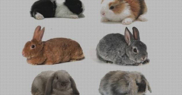 Las mejores razas conejos conejos razas precios para mascota