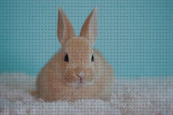 Las mejores orejas conejos conejos toy con orejas para abajo