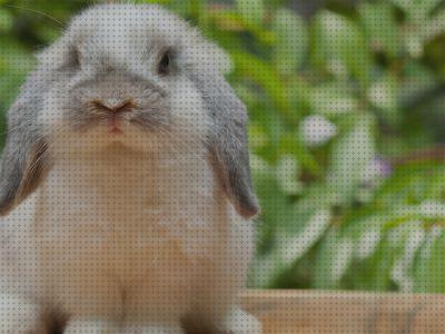 Review de conejos toy con orejas para abajo