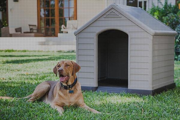 Las mejores casetas perros construccion de casetas para perros